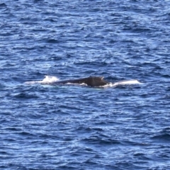 Megaptera novaeangliae (Humpback Whale) at Guerilla Bay, NSW - 14 Jul 2019 by jb2602