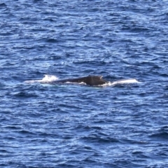 Megaptera novaeangliae (Humpback Whale) at Guerilla Bay, NSW - 14 Jul 2019 by jbromilow50