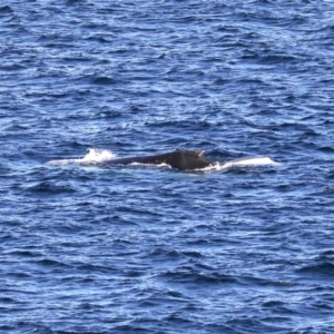 Megaptera novaeangliae at Guerilla Bay, NSW - 14 Jul 2019