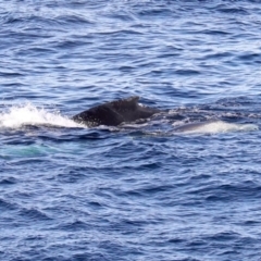 Megaptera novaeangliae at Guerilla Bay, NSW - 14 Jul 2019 03:34 PM