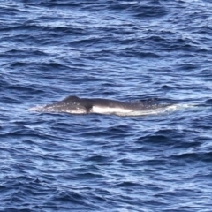 Megaptera novaeangliae at Guerilla Bay, NSW - 14 Jul 2019