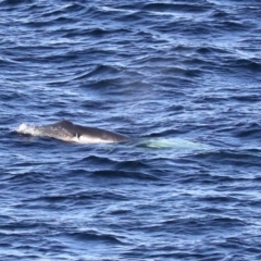 Megaptera novaeangliae at Guerilla Bay, NSW - 14 Jul 2019