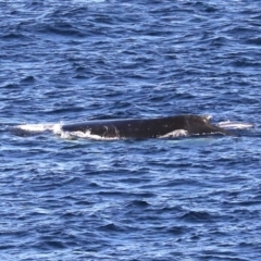 Megaptera novaeangliae at Guerilla Bay, NSW - 14 Jul 2019