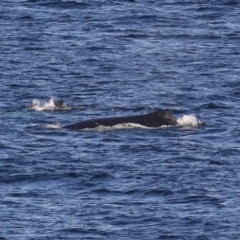 Megaptera novaeangliae (Humpback Whale) at Batemans Marine Park - 14 Jul 2019 by jbromilow50