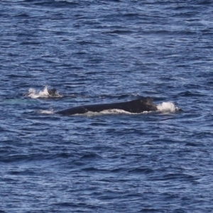 Megaptera novaeangliae at Guerilla Bay, NSW - 14 Jul 2019