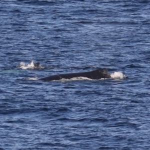 Megaptera novaeangliae at Guerilla Bay, NSW - 14 Jul 2019 03:47 PM