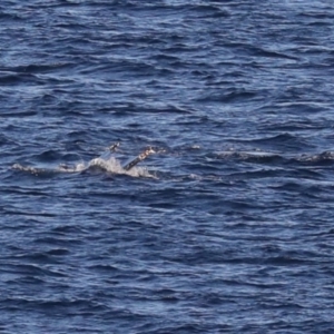 Megaptera novaeangliae at Guerilla Bay, NSW - 14 Jul 2019