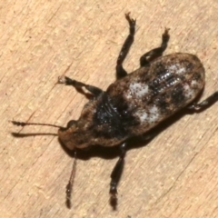 Taburnus breviceps (Fungus weevil) at Rosedale, NSW - 29 Mar 2019 by jbromilow50