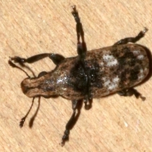 Taburnus breviceps at Rosedale, NSW - 29 Mar 2019 08:39 PM