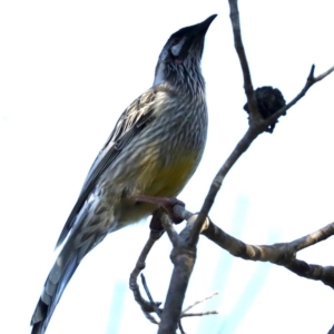 Anthochaera carunculata at Guerilla Bay, NSW - 9 Jul 2019 02:22 PM