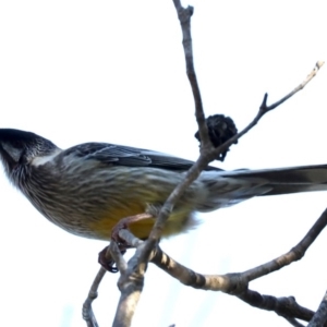 Anthochaera carunculata at Guerilla Bay, NSW - 9 Jul 2019