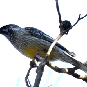 Anthochaera carunculata at Guerilla Bay, NSW - 9 Jul 2019 02:22 PM