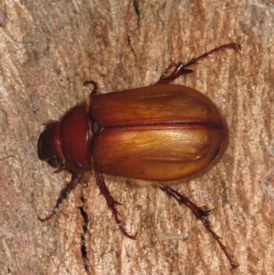 Colpochila sp. (Chafer beetle) at Kalaru, NSW - 7 Mar 2013 by DavidL.Jones