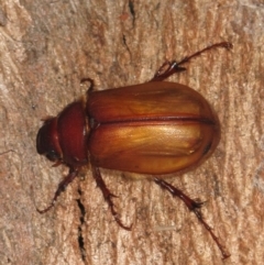 Colpochila sp. (Chafer beetle) at Kalaru, NSW - 6 Mar 2013 by DavidL.Jones