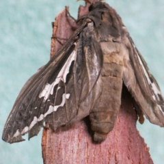 Abantiades atripalpis (Bardee grub/moth, Rain Moth) at Kalaru, NSW - 15 Jan 2012 by DavidL.Jones