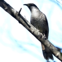 Anthochaera chrysoptera (Little Wattlebird) at Broulee, NSW - 14 Jul 2019 by jb2602