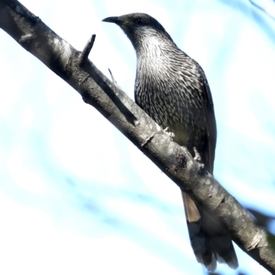 Anthochaera chrysoptera (Little Wattlebird) at Broulee, NSW - 14 Jul 2019 by jb2602
