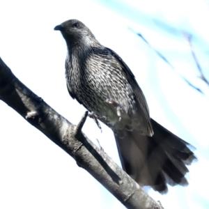 Anthochaera chrysoptera at Broulee, NSW - 14 Jul 2019