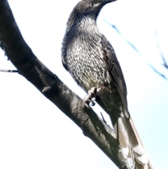 Anthochaera chrysoptera at Broulee, NSW - 14 Jul 2019