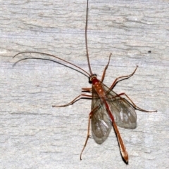 Enicospilus sp. (genus) (An ichneumon wasp) at Rosedale, NSW - 8 Jul 2019 by jb2602