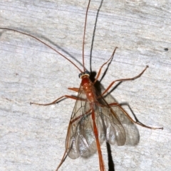 Enicospilus sp. (genus) at Rosedale, NSW - 8 Jul 2019 09:46 PM