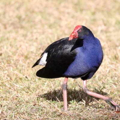 Porphyrio melanotus (Australasian Swamphen) at Mogo State Forest - 6 Jul 2019 by jbromilow50