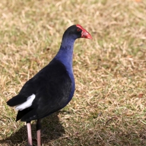 Porphyrio melanotus at Mogo, NSW - 6 Jul 2019