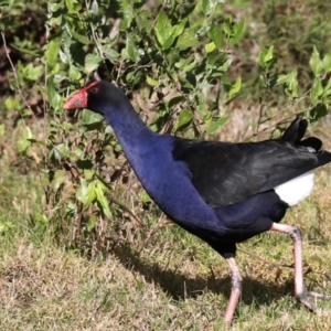 Porphyrio melanotus at Mogo, NSW - 6 Jul 2019