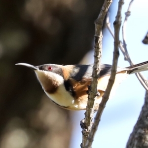 Acanthorhynchus tenuirostris at Broulee, NSW - 9 Jul 2019