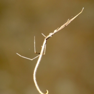 Ariamnes colubrinus at Rosedale, NSW - 6 Jul 2019