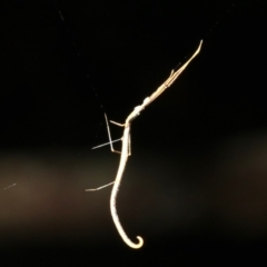 Ariamnes colubrinus at Rosedale, NSW - 6 Jul 2019 09:27 PM