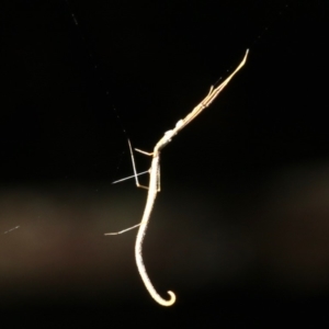 Ariamnes colubrinus at Rosedale, NSW - 6 Jul 2019 09:27 PM