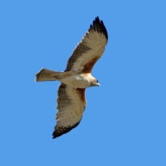 Hieraaetus morphnoides (Little Eagle) at Fyshwick, ACT - 18 Jul 2019 by RodDeb