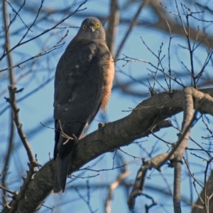 Accipiter cirrocephalus at Fyshwick, ACT - 18 Jul 2019