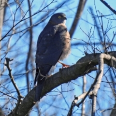 Accipiter cirrocephalus at Fyshwick, ACT - 18 Jul 2019