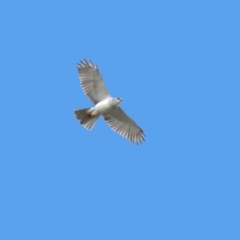 Accipiter novaehollandiae at Fyshwick, ACT - 18 Jul 2019