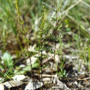 Cheilanthes sieberi at Conder, ACT - 22 Oct 1999 12:00 AM