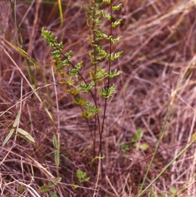 Cheilanthes sieberi (Rock Fern) at Conder, ACT - 28 Mar 2000 by MichaelBedingfield