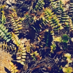 Pellaea calidirupium (Hot Rock Fern) at Conder, ACT - 23 Jun 2000 by MichaelBedingfield