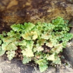 Asplenium subglandulosum (Blanket Fern) at Tennent, ACT - 1 Nov 2005 by MichaelBedingfield