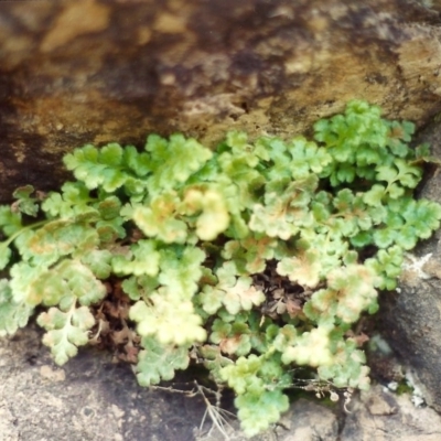 Pleurosorus rutifolius (Blanket Fern) at Gigerline Nature Reserve - 31 Oct 2005 by michaelb