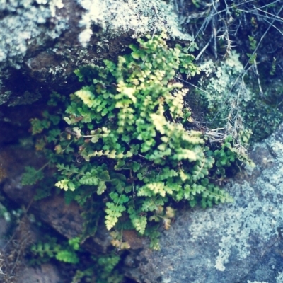 Asplenium subglandulosum (Blanket Fern) at Banks, ACT - 22 Jul 2000 by michaelb