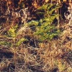 Pteridium esculentum (Bracken) at Tuggeranong Hill - 29 Jul 2001 by michaelb