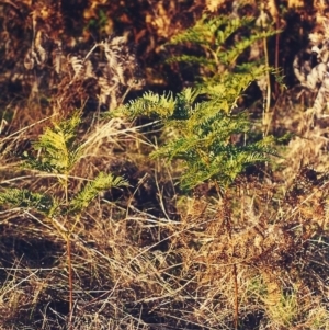 Pteridium esculentum at Conder, ACT - 30 Jul 2001