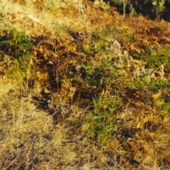 Pteridium esculentum at Conder, ACT - 30 Jul 2001