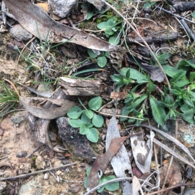 Pterostylidinae (greenhood alliance) (A Greenhood) at Mount Majura - 17 Jul 2019 by petersan