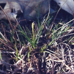 Carex breviculmis at Conder, ACT - 4 Sep 2000 12:00 AM