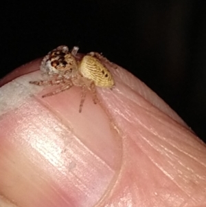 Opisthoncus sp. (genus) at Greenleigh, NSW - 29 Jun 2019 04:42 PM