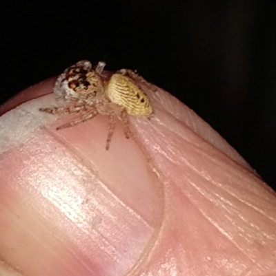 Opisthoncus sp. (genus) (Opisthoncus jumping spider) at Greenleigh, NSW - 29 Jun 2019 by LyndalT