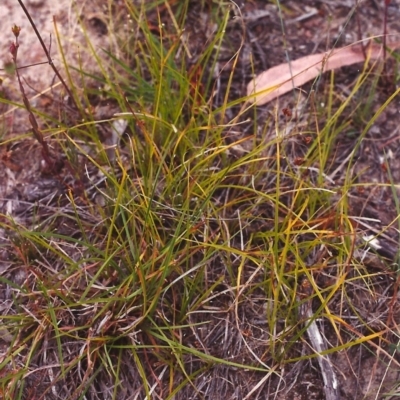 Carex breviculmis (Short-Stem Sedge) at Tuggeranong Hill - 23 Jan 2001 by michaelb